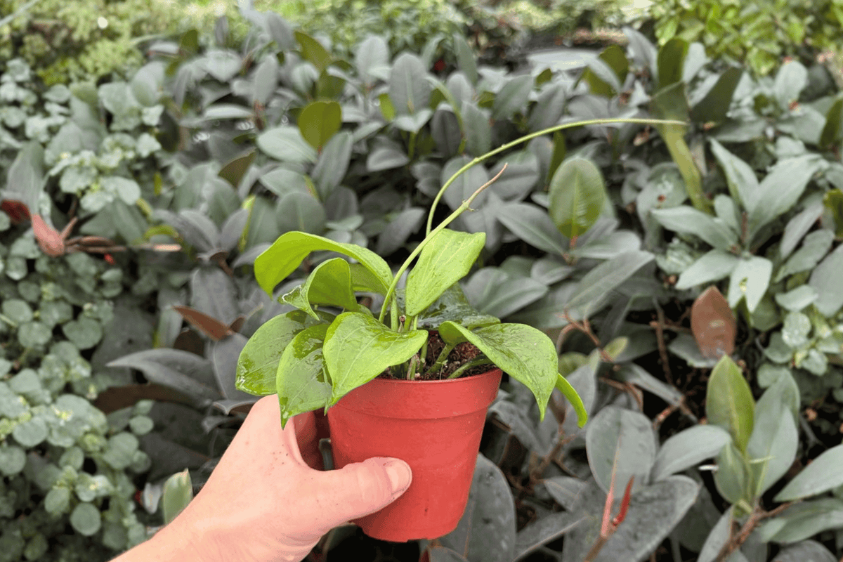 Hoya Quinquenervia 2 Exact Live Plants – Hoya quinquenervia 4” Size Bare Root