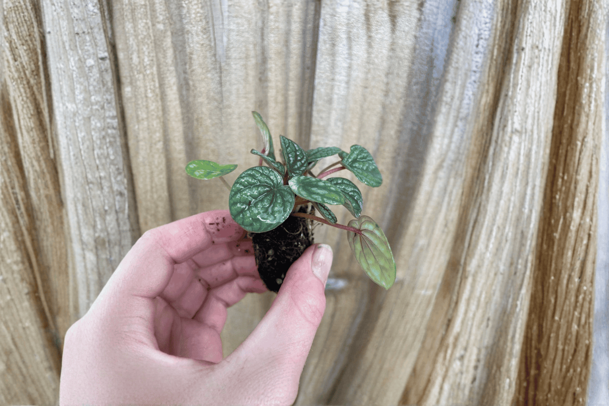 2 Peperomia Burbella Starter Plants – Bare Root – Peperomia 'Burbella'