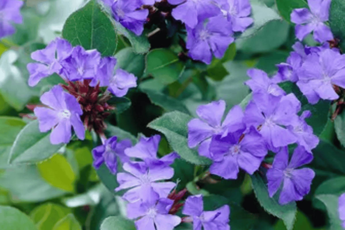 Plumbago 1 Live Plant – 4-Inch Pot – Ceratostigma plumbaginoides