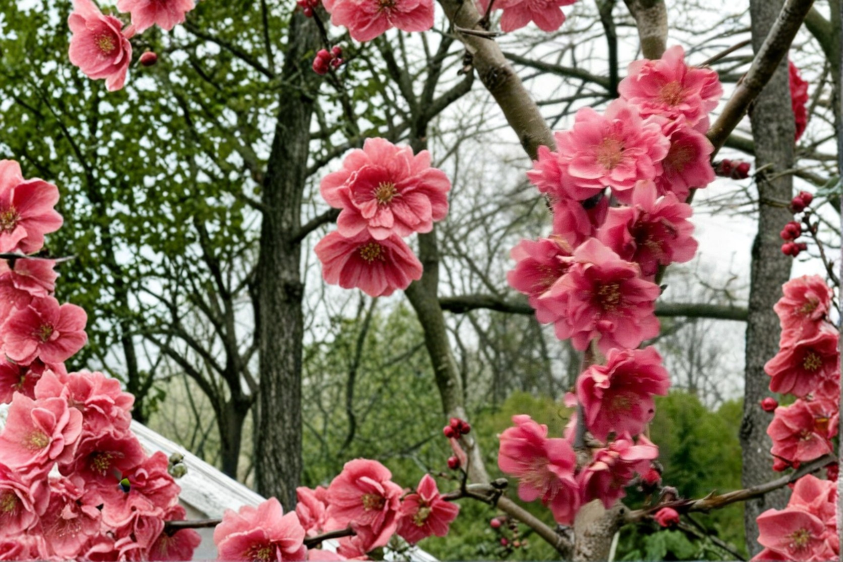 Crimson Cascade Weeping Peach Tree 4–6 Ft Live Flowering Tree, Pink Blossom Ornamental Garden Tree
