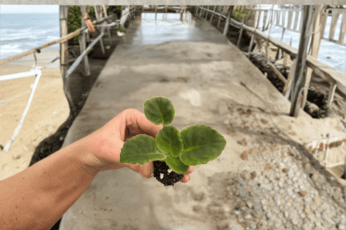 VAT King of Peas African Violet 2 Starter Live Plants – Streptocarpus ionanthus