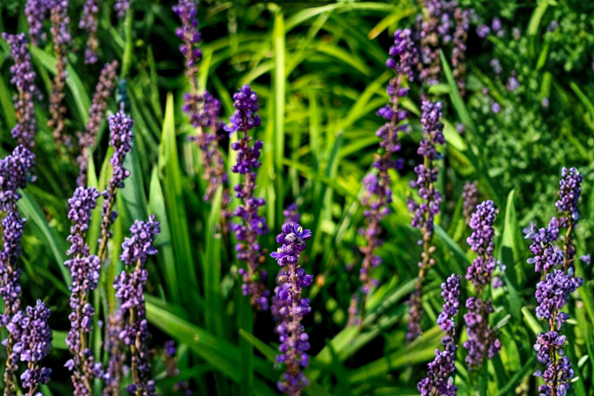 Majestic Lilyturf Live Plant in 2.5-Inch Pot – Liriope muscari Monkey Grass