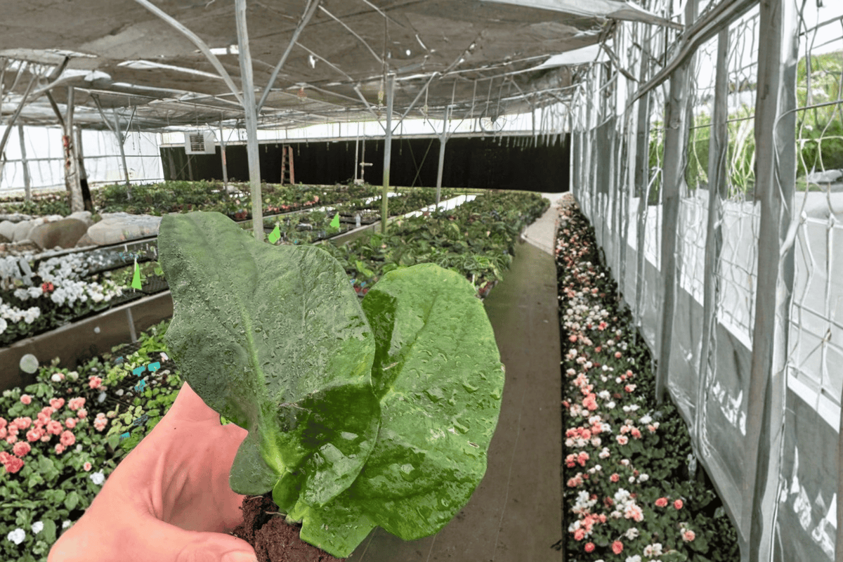 2 Rhaphidophora korthalsii Starter Plants – Rhaphidophora korthalsii Live Plants