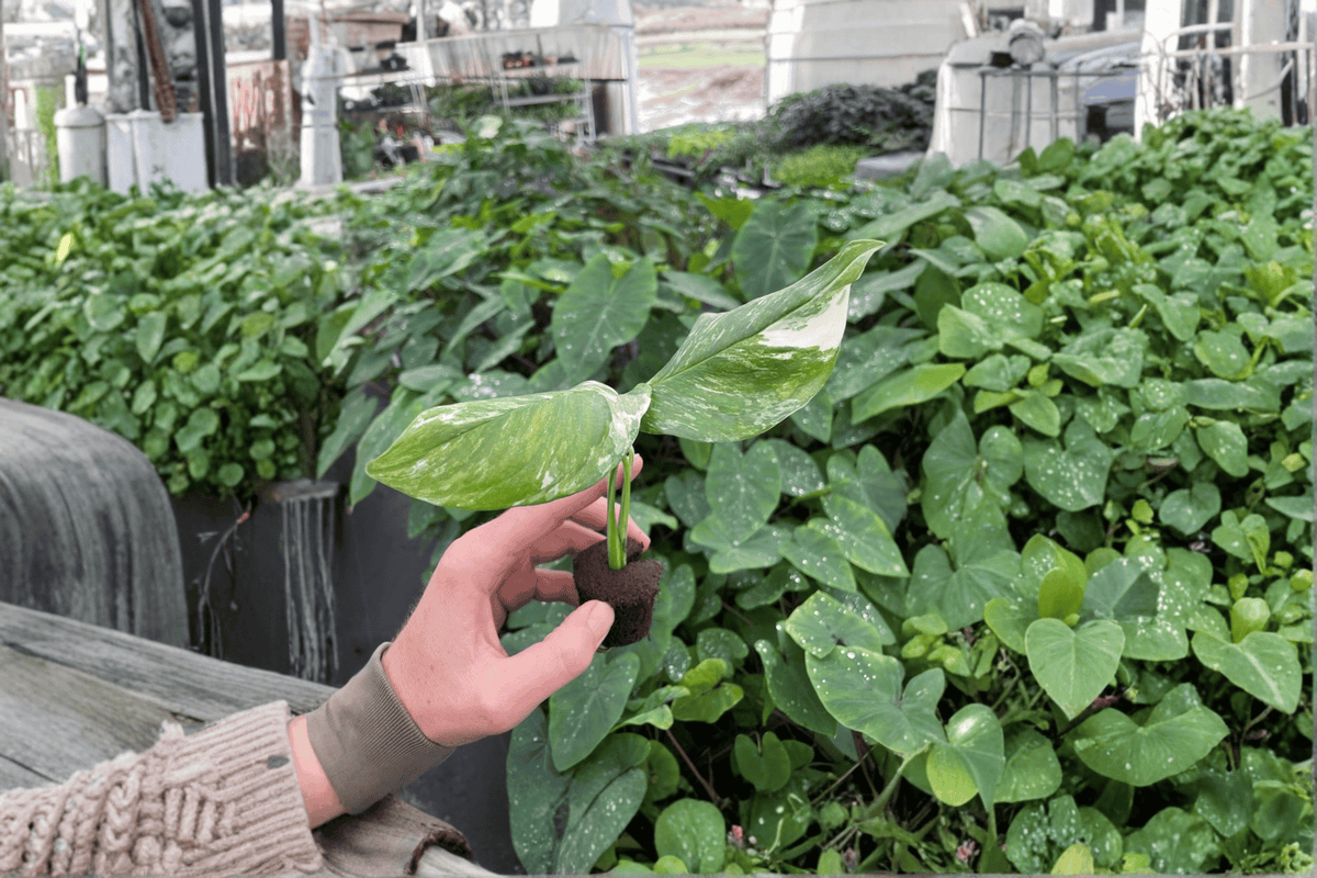 2 Variegated Monstera lechleriana Starter Plants – Monstera lechleriana Variegata Bare Root
