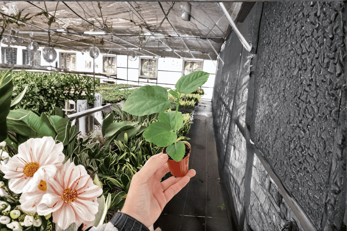 2 El Capitolio Orange Hibiscus Starter Plants – Bare Root – Hibiscus rosa-sinensis 'El Capitolio Orange'