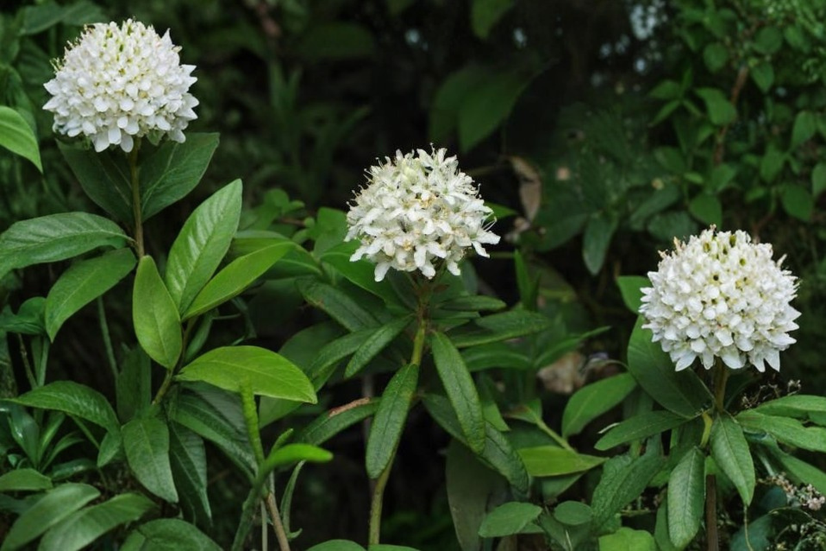 Labrador Tea Live Plant – Rhododendron groenlandicum Wild-Harvested Evergreen Shrub