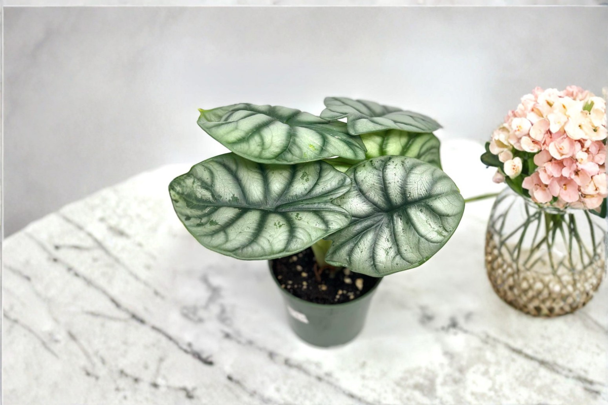 Alocasia Silver Dragon Live Plant, 4-Inch Rooted Tropical Houseplant, Silver-Green Foliage, Indoor Décor, Collector Plant