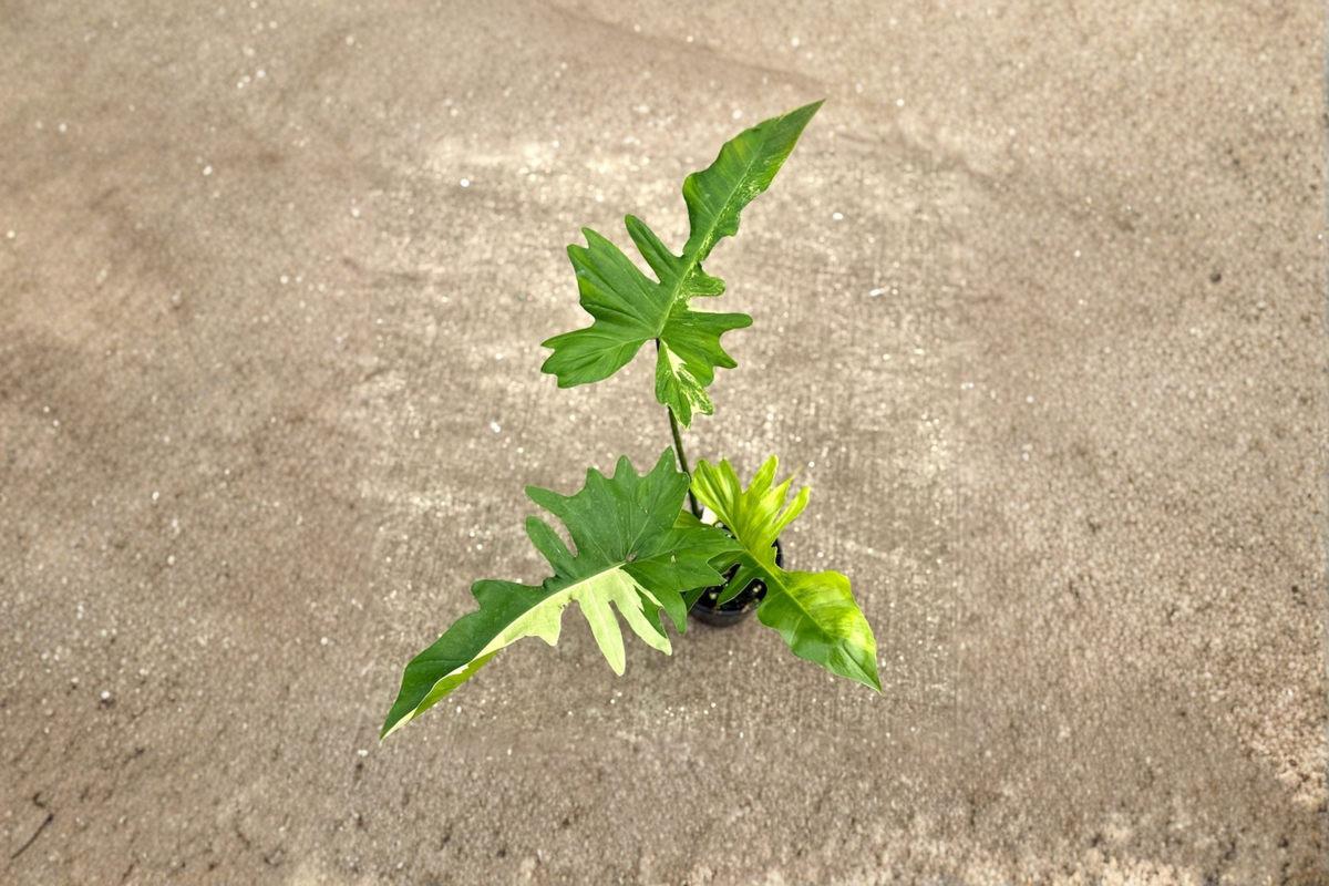 Philodendron Florida Beauty x Mayoi Live Plant – Rare Tropical Hybrid in 3-4 Inch Pot, Indoor Houseplant, Collector Foliage