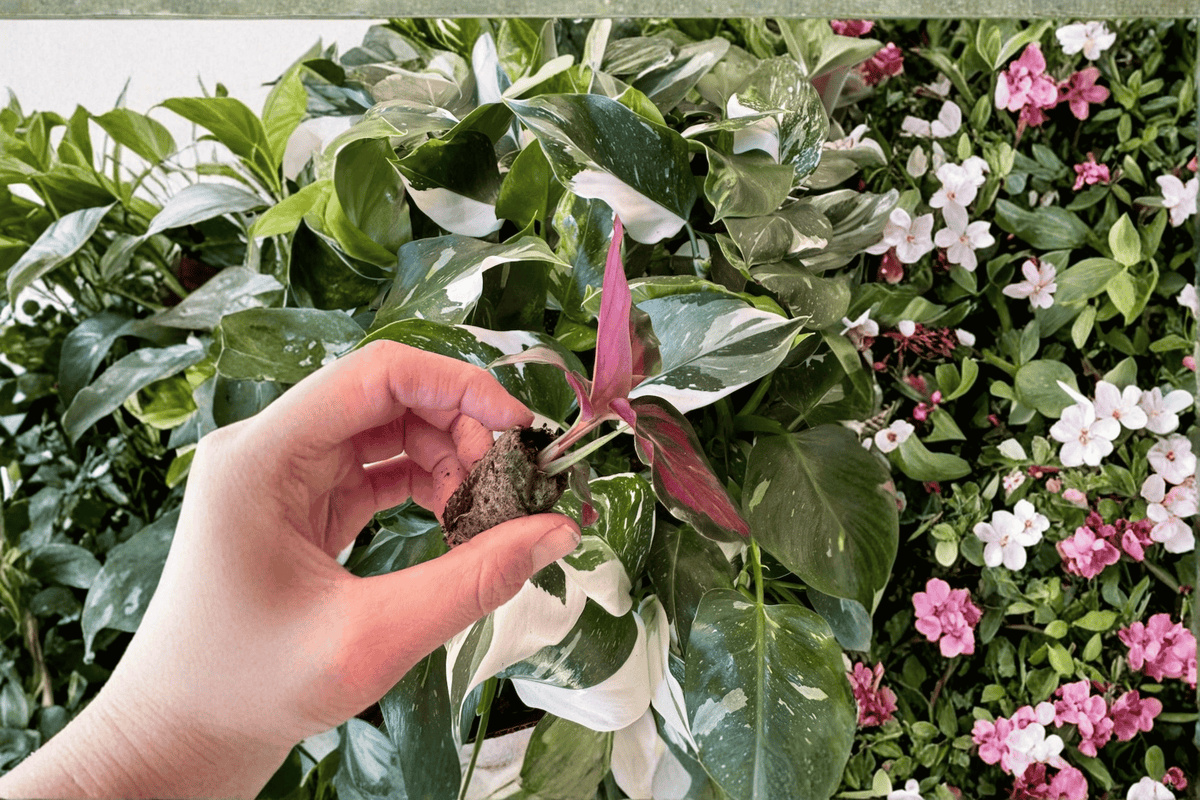 2 Calathea 'Misty' Starter Plants Bare Root – Goeppertia 'Misty'