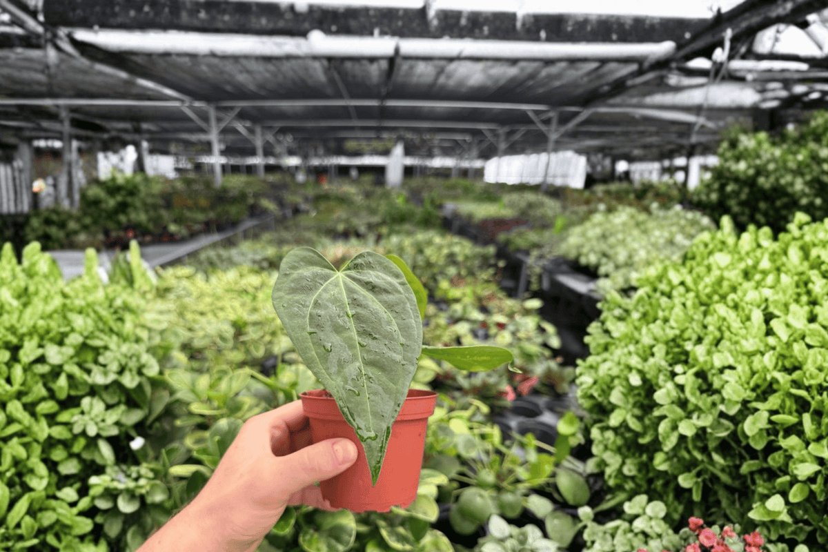 Anthurium Dark Phoenix x Besseae 2 Exact Live Plants – 4-Inch Pots