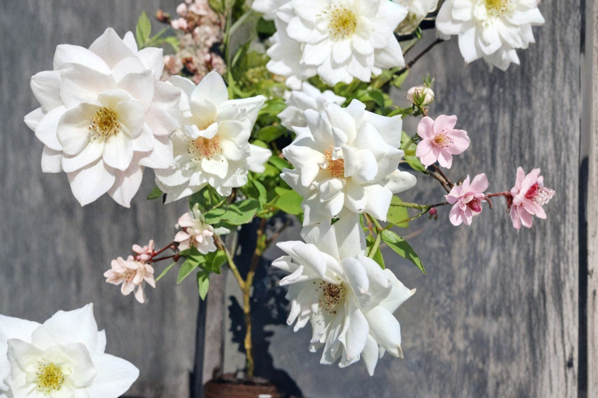 Iceberg Floribunda Rose Plant 1 Gal White Bush, Flowering Rose Shrub for Garden Borders Landscape