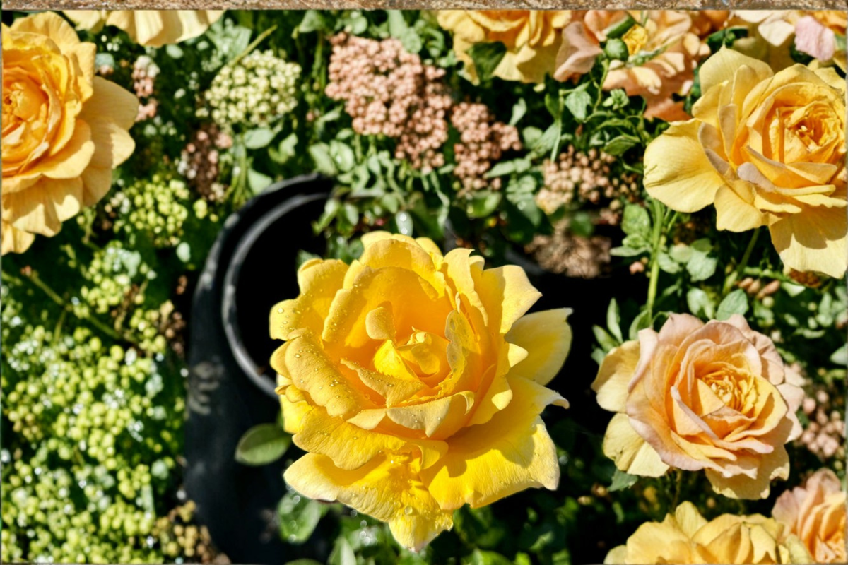 Oregold Grandiflora Rose Plant 2 Gal Live Bush, Yellow Bloom Rose for Garden Landscape Outdoor Flowering Shrub