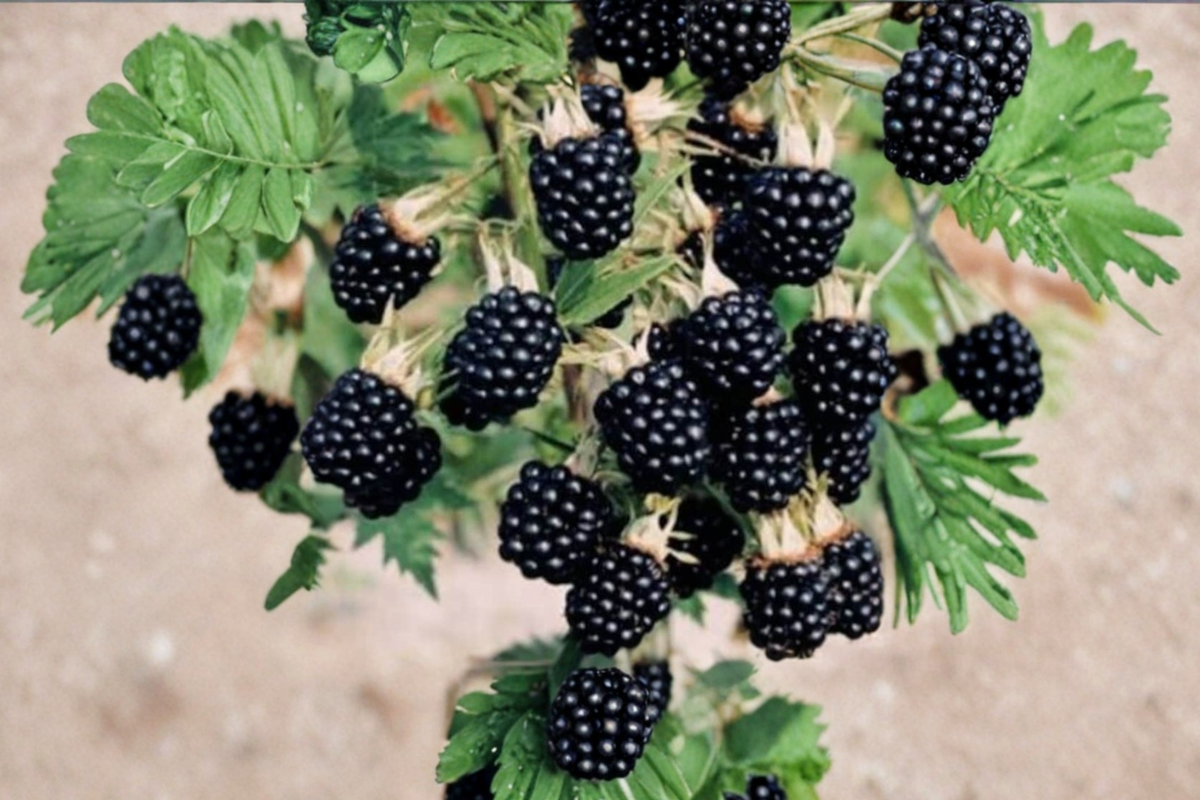 Arapaho Thornless Blackberry Seeds 3 Pack – Fruitful Upright Rubus Hybrid for Garden & Container Growing