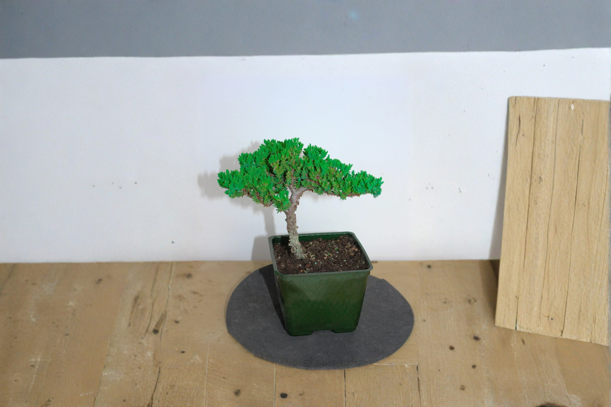 Japanese Juniper Bonsai Live Plant – Procumbens Nana, 3-Inch Pot, Miniature Evergreen Tree for Bonsai & Indoor Decor