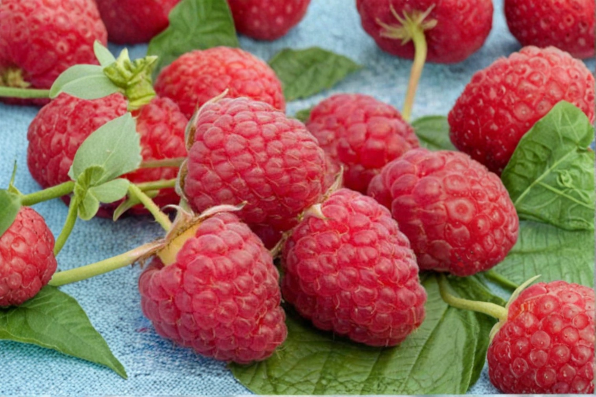 Rare Dwarf Raspberry Seeds 100 Pack Bonsai Fruit Plant Seeds for Indoor Outdoor Garden Growing USA Seller
