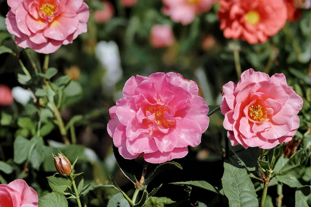 Japanese Camellia ‘Charlean’ Live Plant – Pink Flowering Evergreen Shrub, 1 Gallon, Camellia japonica