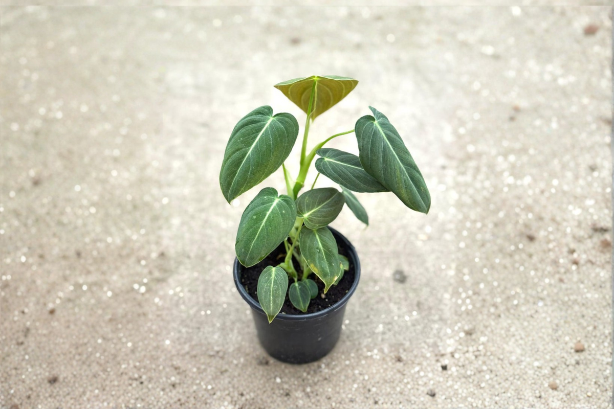 Philodendron Melanochrysum Live Plant | 3-4 Inch Pot | Velvet Green Foliage | Tropical Houseplant