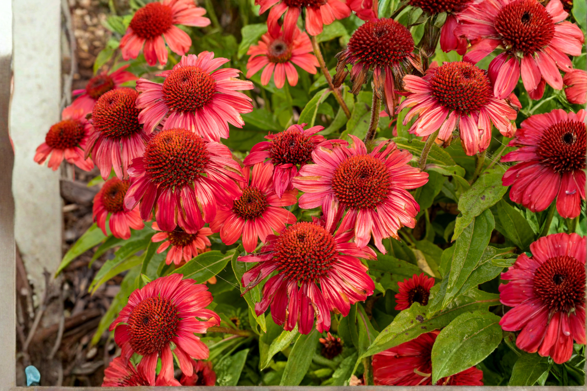 Artisan Red Ombre Coneflower Live Plants 3 Rooted Starters in 1 Qt Pots Echinacea 'Artisan Red Ombre'