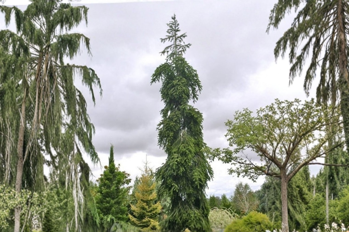 Weeping Nordmann Fir Live Plant 1 Gallon Pot 12 Inch Tall Abies nordmanniana Pendula Cascading Evergreen Conifer Tree