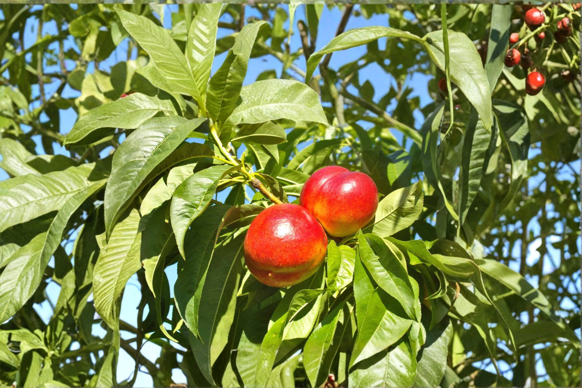 May Fire Nectarine Tree Live Plant 4–6 Ft, Early Season Fruit Tree, Sweet Nectarines, Prunus persica var. nucipersica
