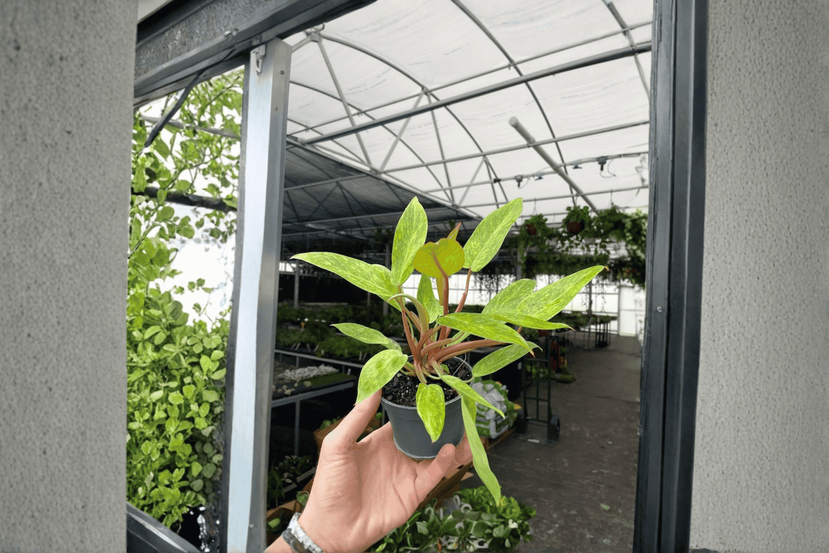 2 Philodendron 'Painted Lady' Live Plants – 4-Inch Pots – Philodendron 'Painted Lady'