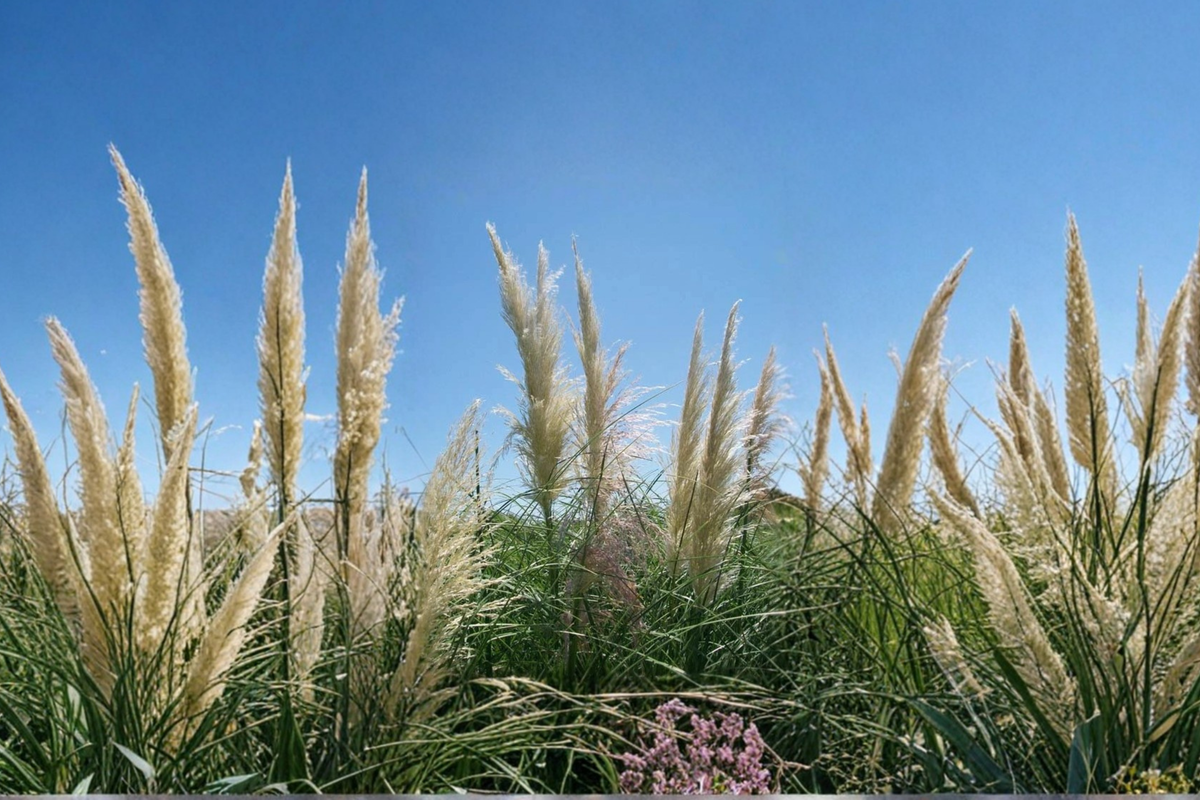 White Pampas Grass Plant, 1-Gallon, Cortaderia selloana, Ornamental Grass with White Plumes for Garden Landscaping