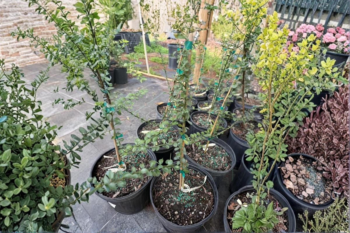 White Finger Lime Tree KB-37 Grafted 2 ft Tall – Citrus australasica Live Plant for Patio Garden (No Ship to CA)