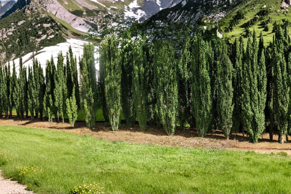 Sky Pencil Japanese Holly 3 Gal Live Shrub – Ilex crenata Columnar Evergreen Hedge Plant for Landscaping Privacy Garden