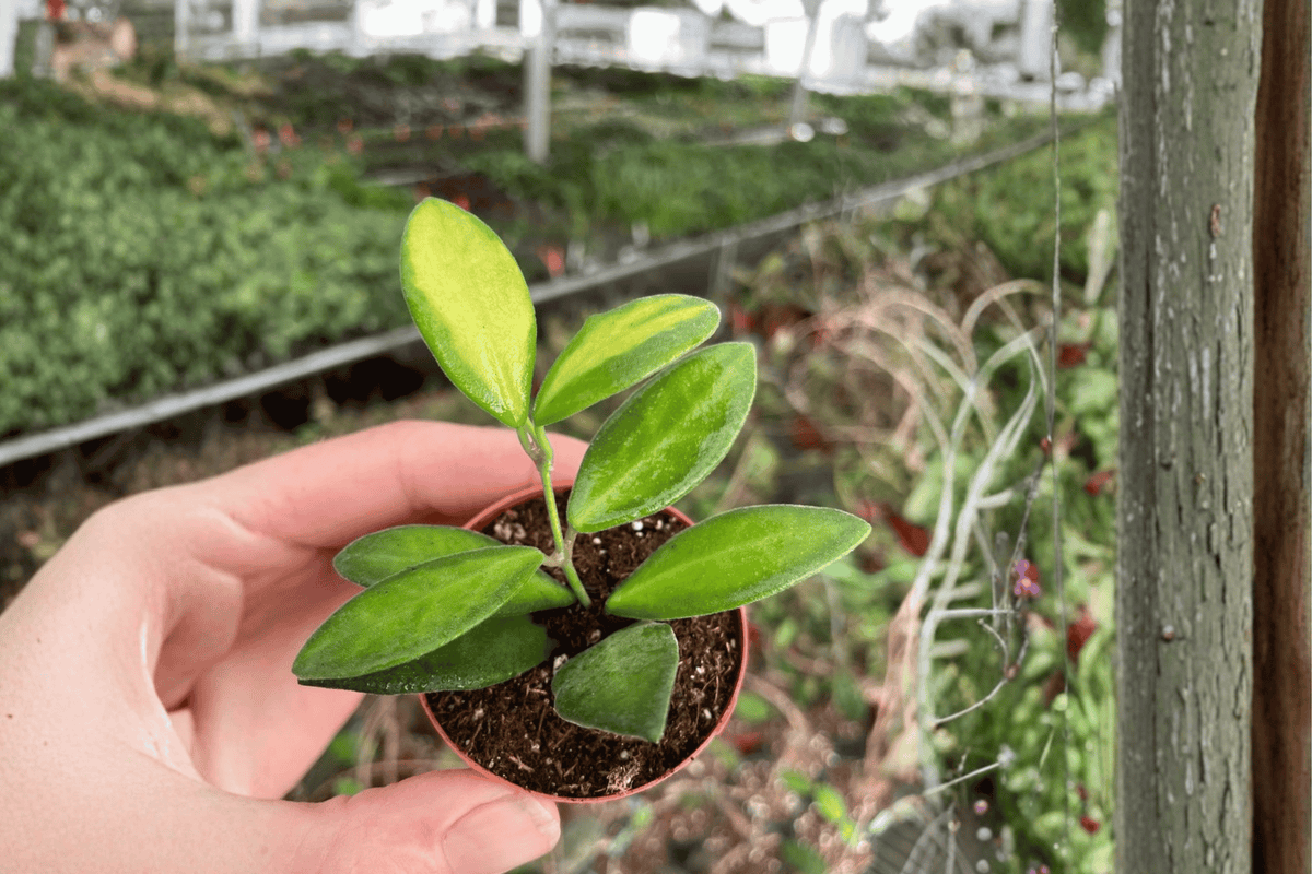 2 Hoya DS-70 Variegated Starter Plants – Bare Root – Hoya DS-70 Variegated