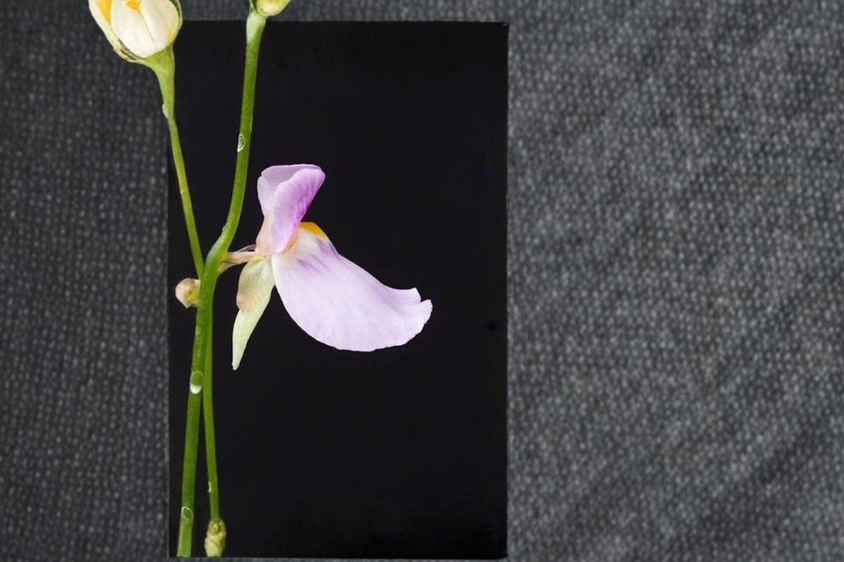 Bladderwort 4 Live Plants – Utricularia blanchetii Carnivorous Plant Pack
