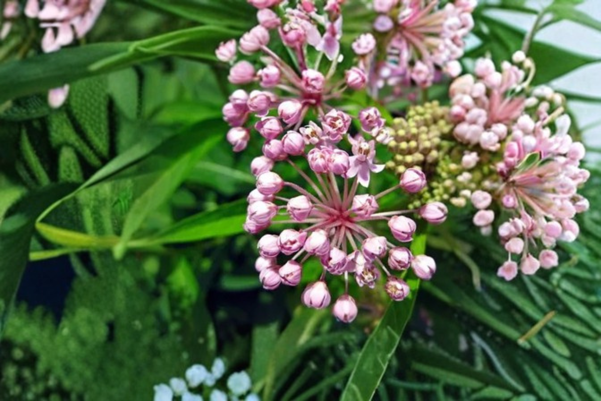 Swamp Milkweed Live Plants, 3 Rooted Starters in 1 Qt Pots, Pink Perennial Flowering Plants, Asclepias incarnata for Garden Borders