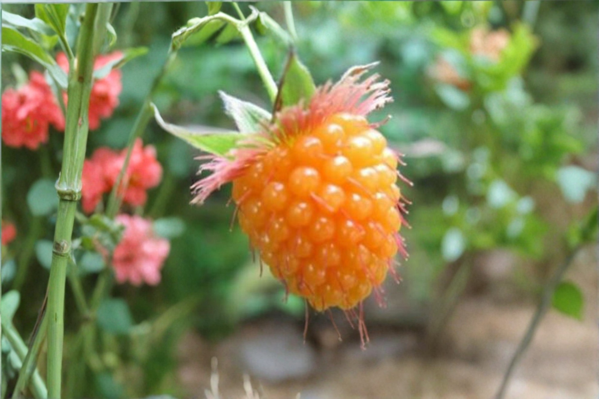 Anne Yellow Raspberry Seeds – 100 Seeds, Edible Garden Fruit Shrub, Rubus idaeus, Golden-Yellow Berries, Outdoor Growing