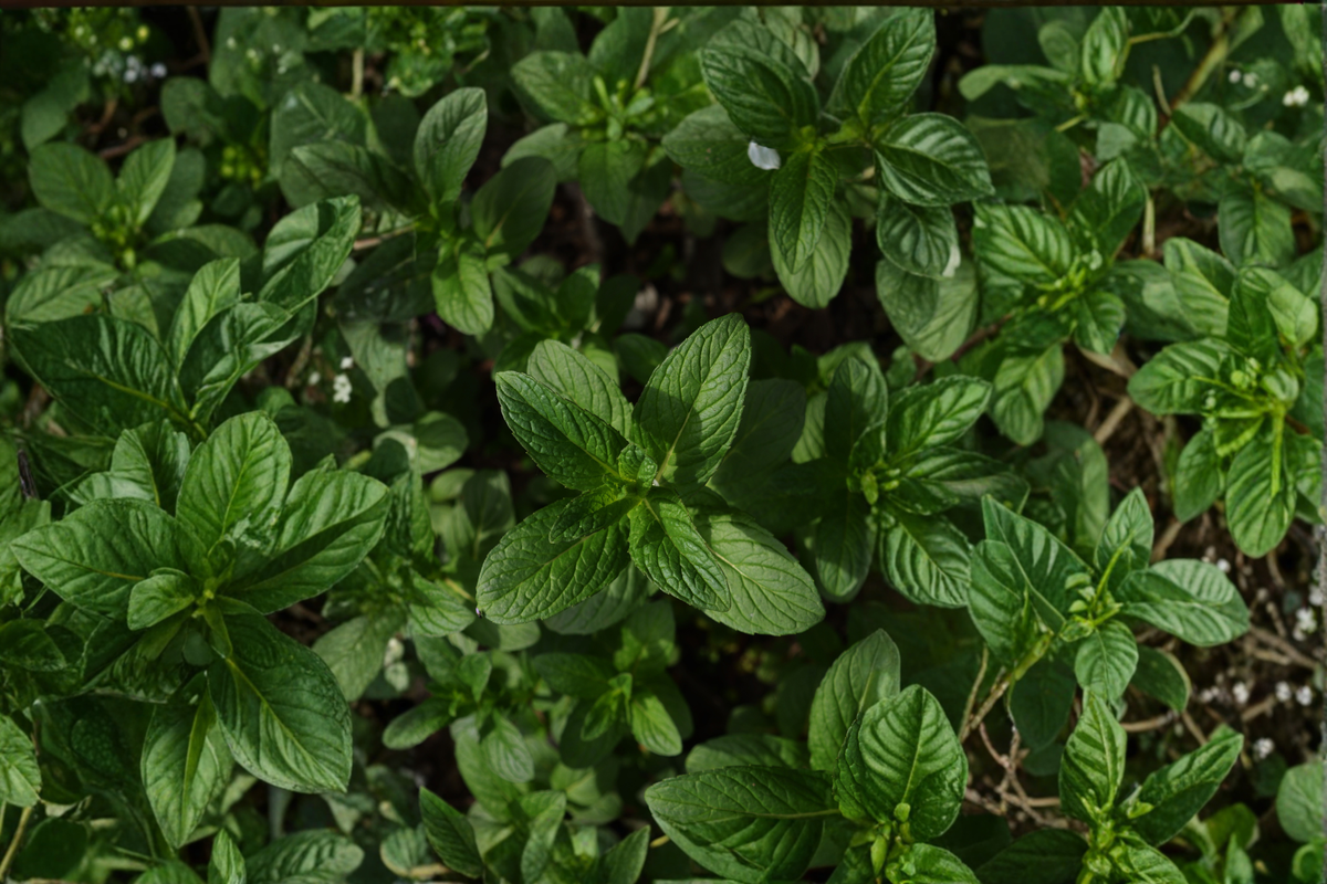 Julep Mint Live Plant 4-6 Inch Rooted Herb Plant Mint Starter Plant Garden Container Herb Shipped Without Pot