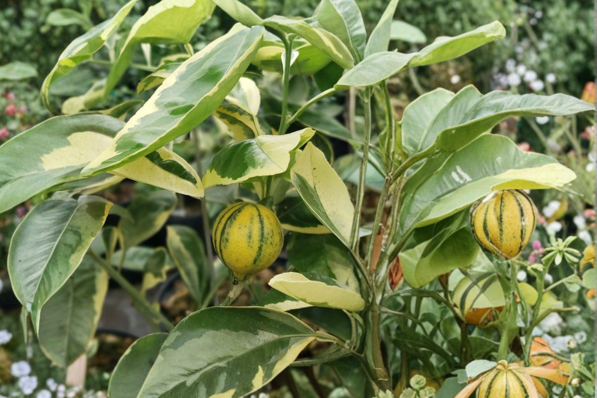Variegated Minneola Tangelo Tree Grafted Live Citrus Plant 3ft Tall Orange Grapefruit Hybrid Fruit Tree No Ship to California