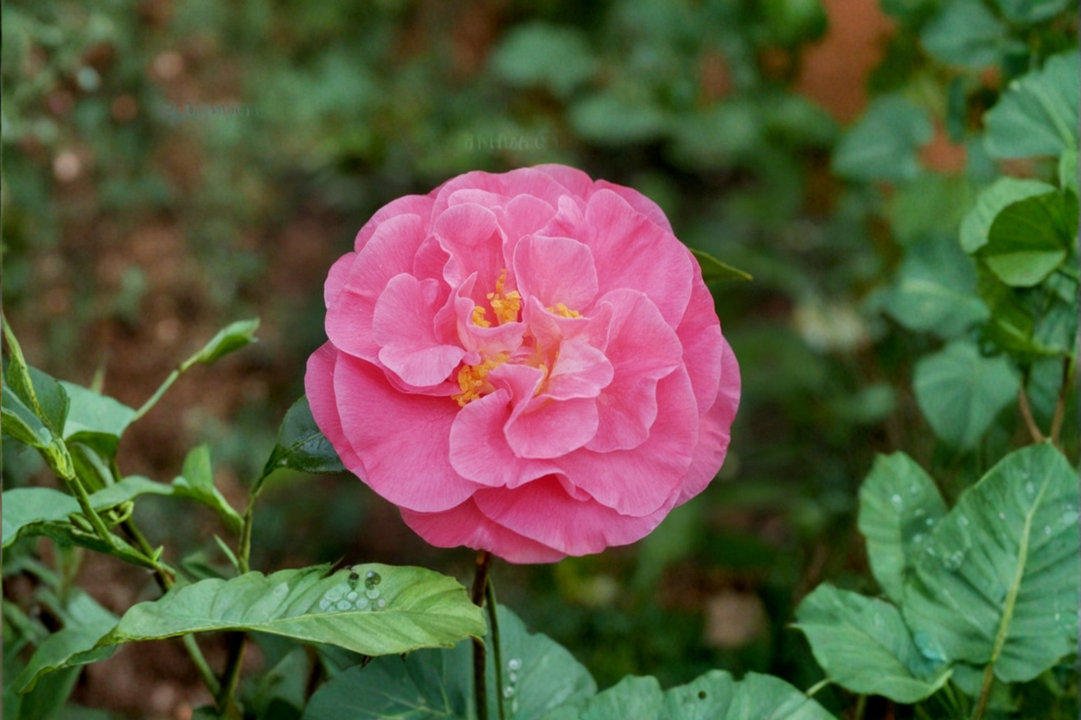 Camellia japonica 'Marie Bracey' Live Plant – Pink Flower Evergreen Shrub in 3-Gallon Pot for Shade Gardens