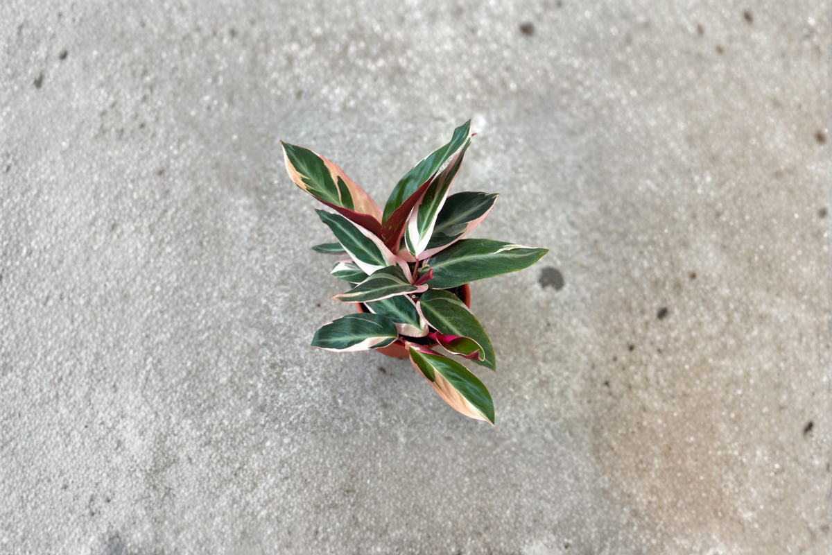 Stromanthe Triostar Live Plant Variegated Prayer Plant Tropical Indoor Houseplant Rooted Decor Gift