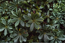 Wheeler's Dwarf Pittosporum Live Plants – 2.5-Inch Nursery Cubes – Pittosporum tobira 'Wheeler's Dwarf'