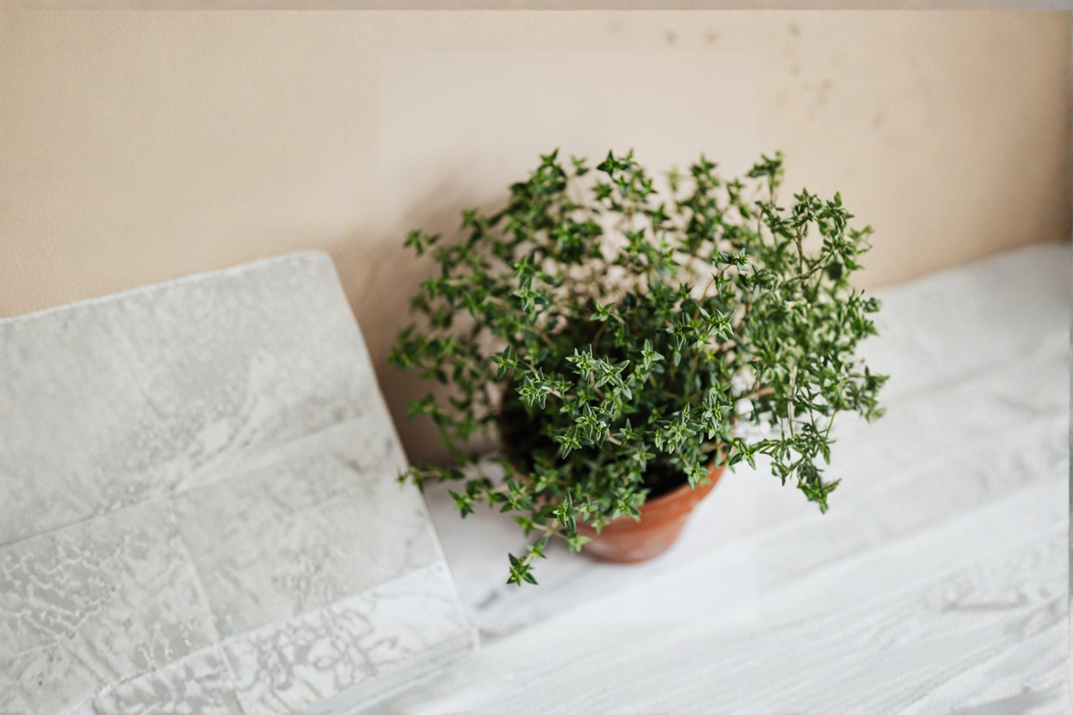 French Thyme Live Herb Plant Rooted Starter Plant Culinary Herb Garden Plant Fragrant Perennial Herb Shipped Without Pot