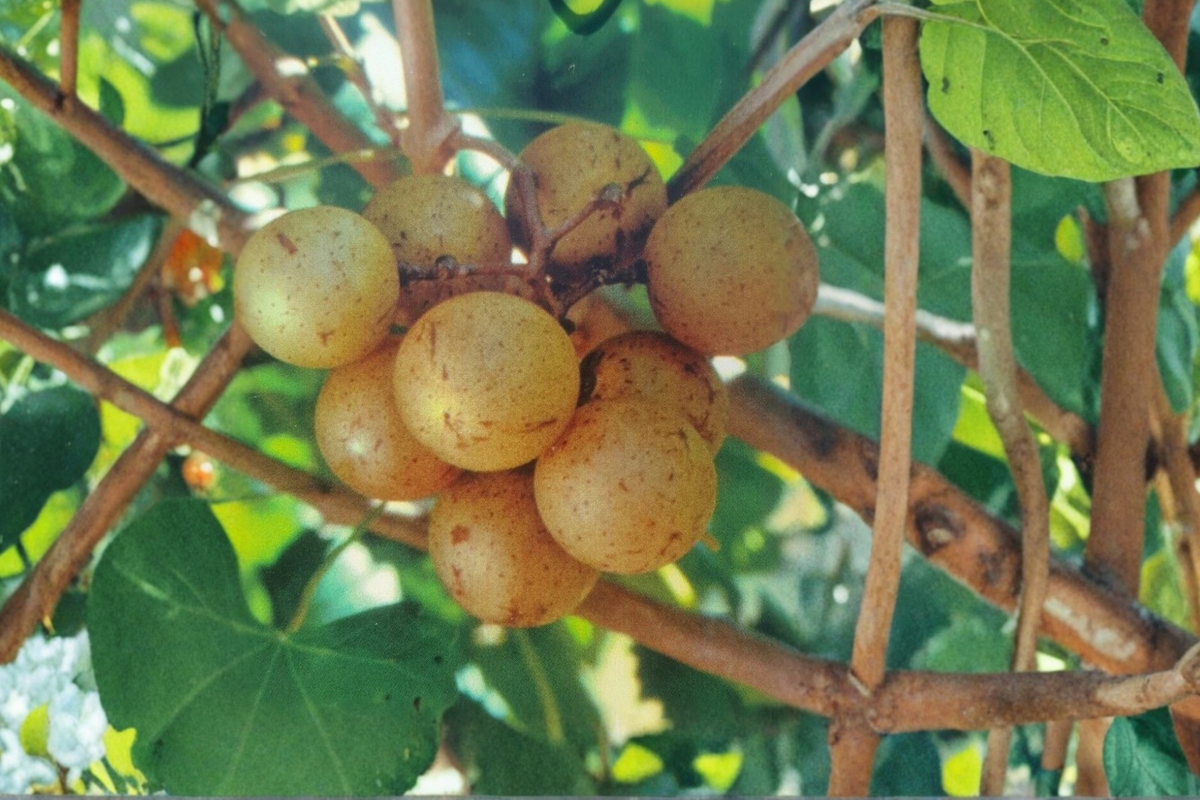 Carlos Muscadine Grape Vine Plant 1 Gal – Live Bronze Grape Vine for Home Garden, Climbing Fruit Vine, Vitis rotundifolia 'Carlos'