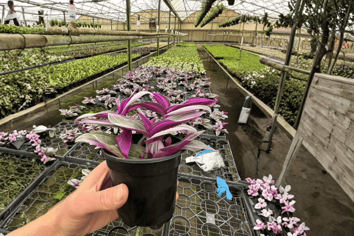 Tradescantia Nanouk 2 Live Plants – 4-Inch Pots – Tradescantia ‘Nanouk’