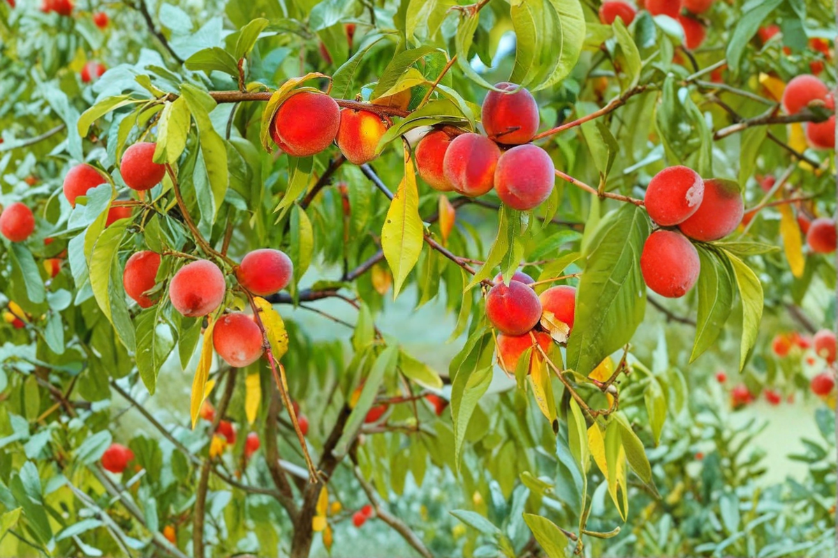 Gulf King Peach Tree Live Plant 4–6 Ft Fruit Tree, Early Season Peach Tree for Garden Orchard, Deciduous Outdoor Plant