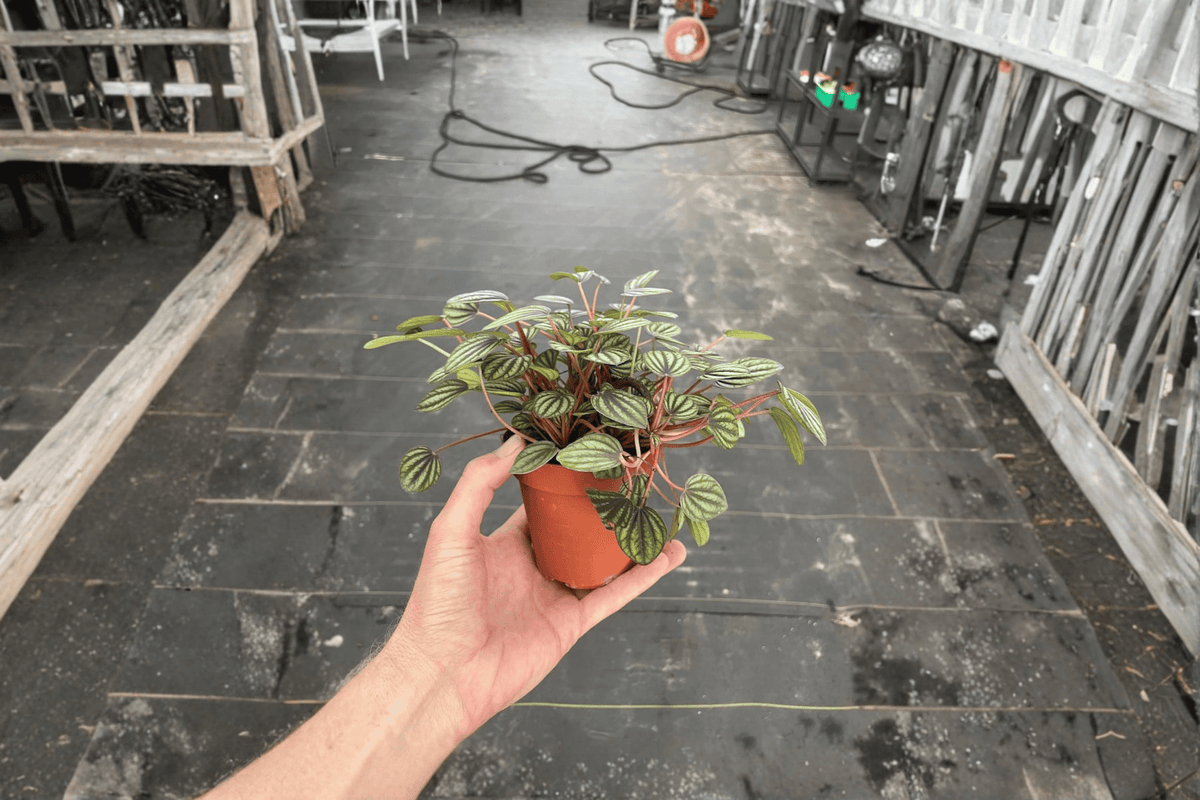 Peperomia Piccolo Banda Live Plant – 2 Plants Bare Root – Peperomia albovittata 'Piccolo Banda' – Originally Grown in 4" Pot
