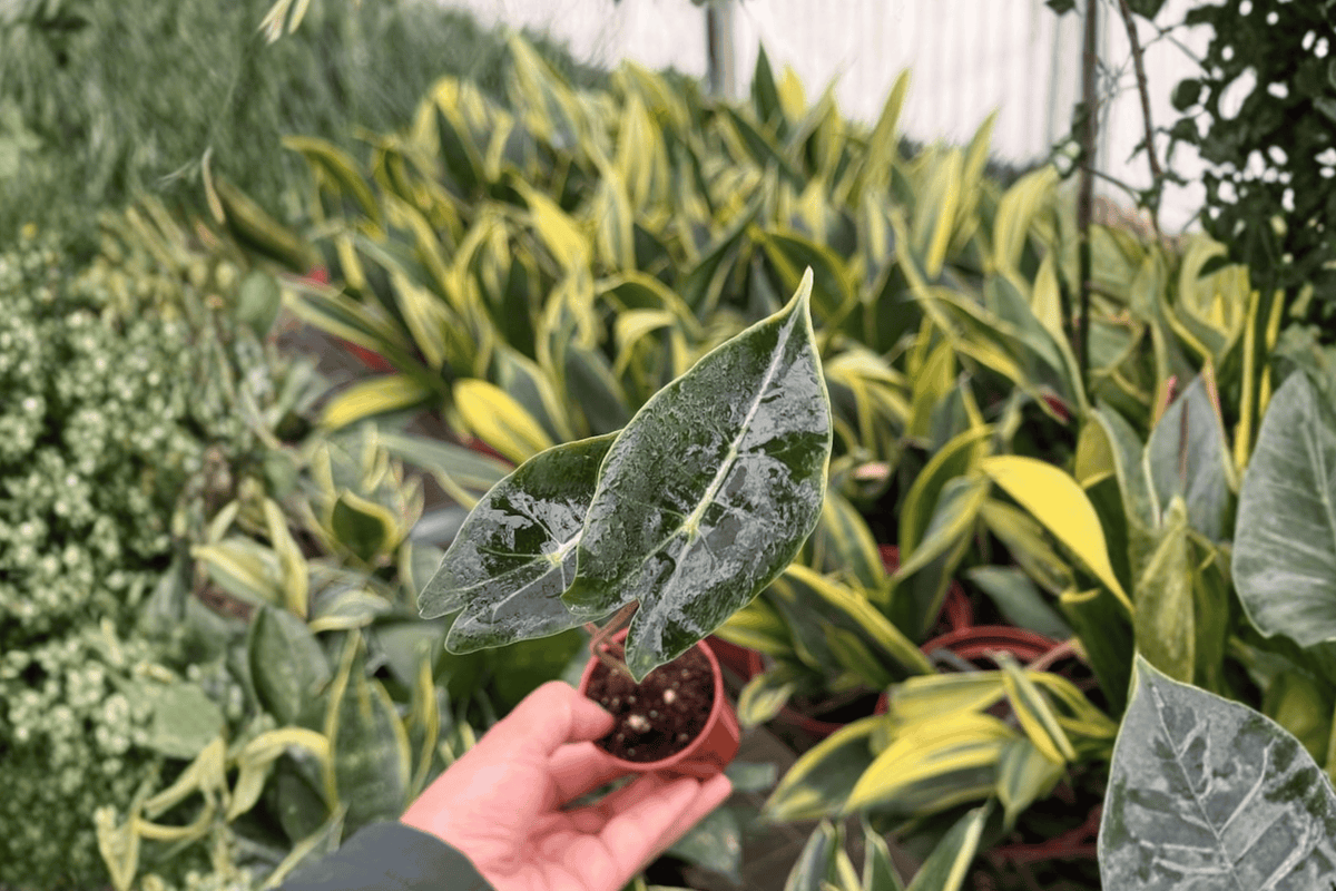 Alocasia Dragon’s Tooth 2 Starter Plants – Alocasia longiloba 2” Size Bare Root