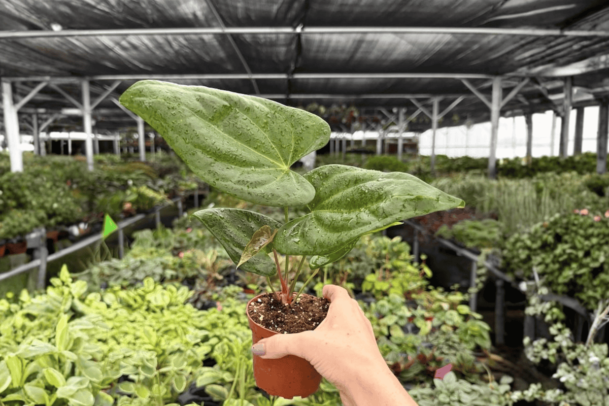 Anthurium Xone × Goliath 2 Exact Live Plants – 4-Inch Size Bare Root
