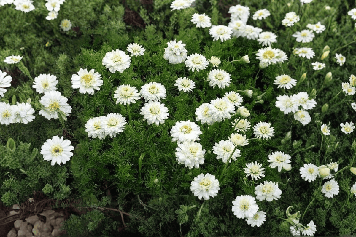 Double-Flowered Chamomile 1 Live Plant – 4-Inch Pot – Chamaemelum nobile ‘Flore Pleno’