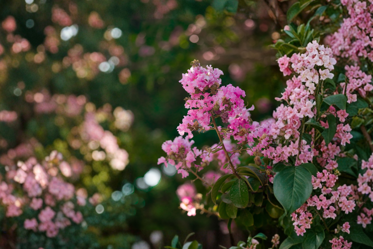 Sioux Crepe Myrtle Live Sapling – Pink Flowering Ornamental Tree, 12-24 Inches, Lagerstroemia indica 'Sioux'