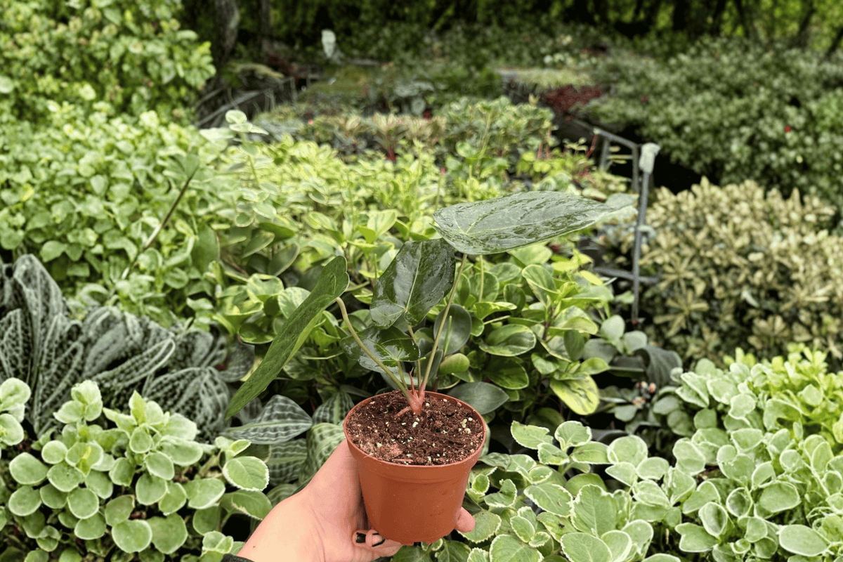 Anthurium Xone × Goliath – 2 Exact Live Plants, 4-Inch Size – Anthurium Hybrid