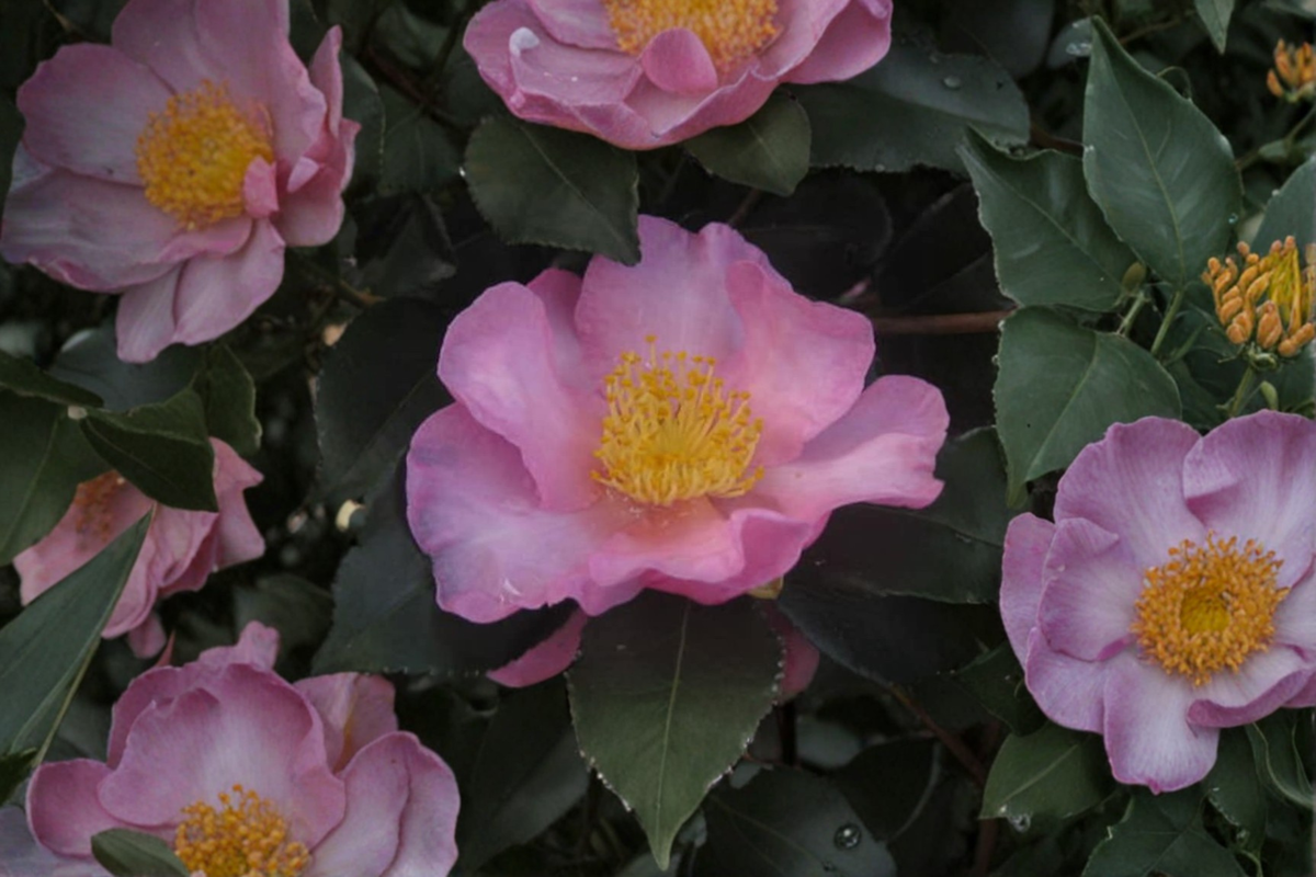 Long Island Pink Camellia Live Plant – 1 Gallon, Pink Fall Blooms, Evergreen Shrub, Camellia sasanqua, Zone 6 Garden Plant