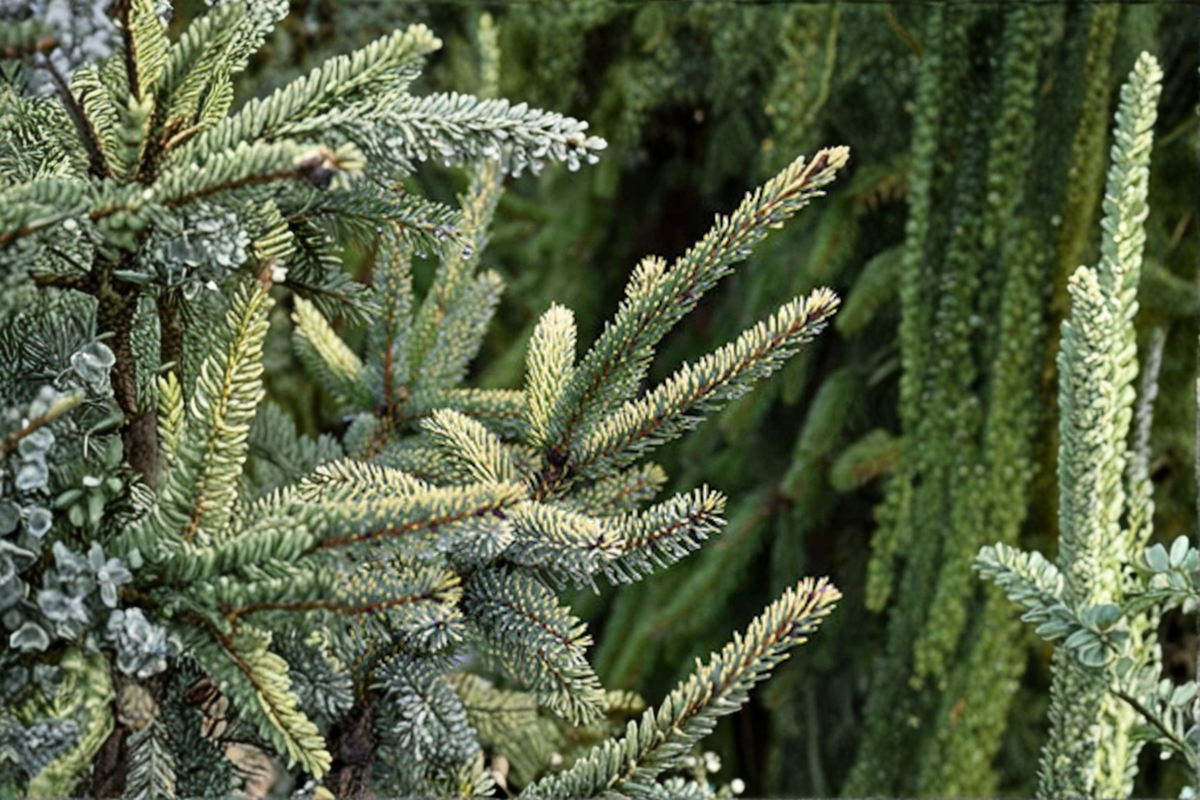 Aureovariegata Black Spruce Live Plant 12 Inch 1 Gallon Pot Variegated Evergreen Conifer Cold Hardy Landscape Tree