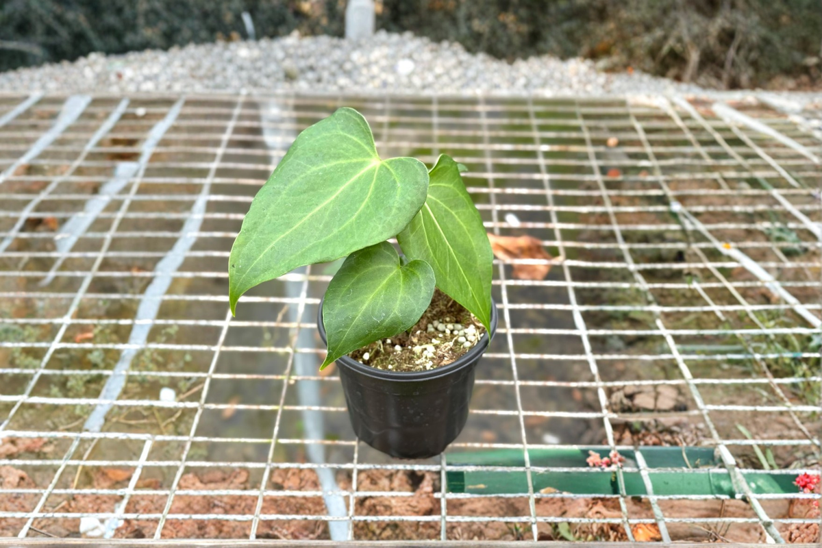 Anthurium Delta Force Live Plant – Dark Green Tropical Houseplant in 4-Inch Pot, Indoor Collector Foliage
